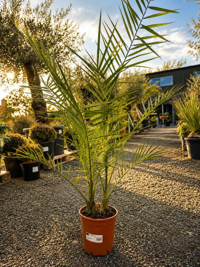 Dadelpalm - Phoenix Canariensis, Ophalen