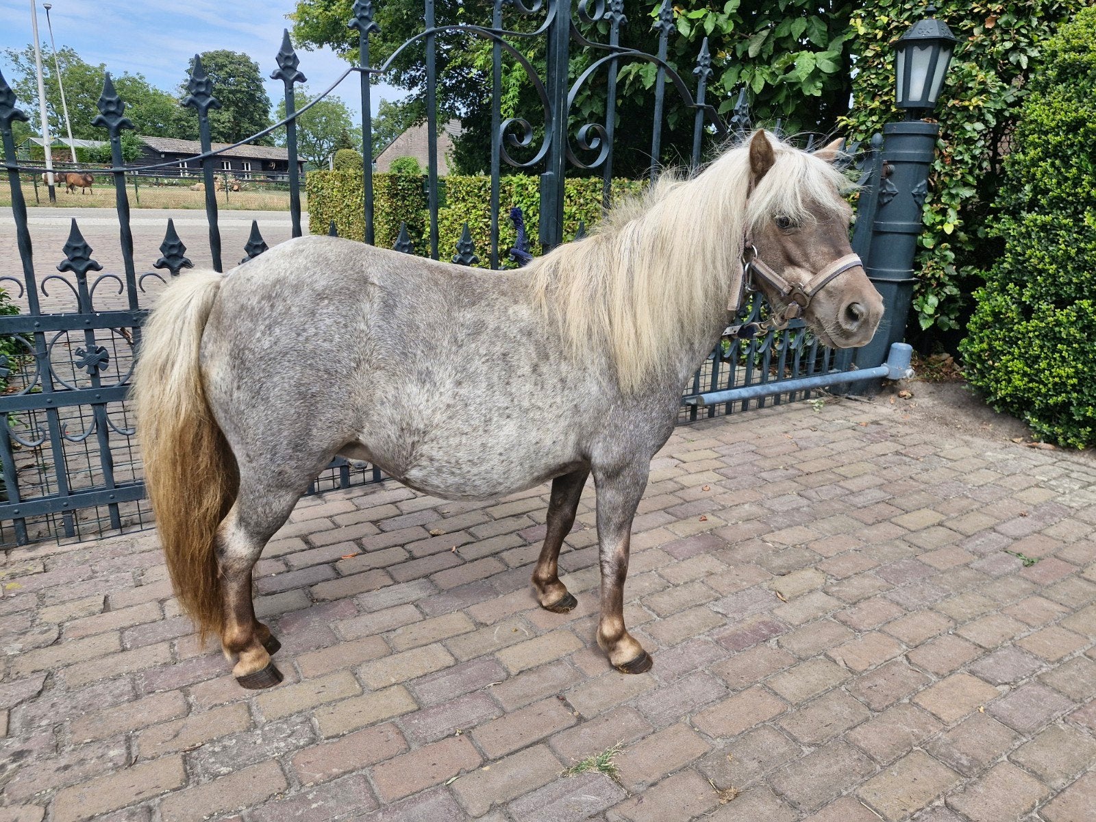aparte mini merrie, Merrie, A pony (tot 1.17m), Gechipt, 7 tot 10 jaar