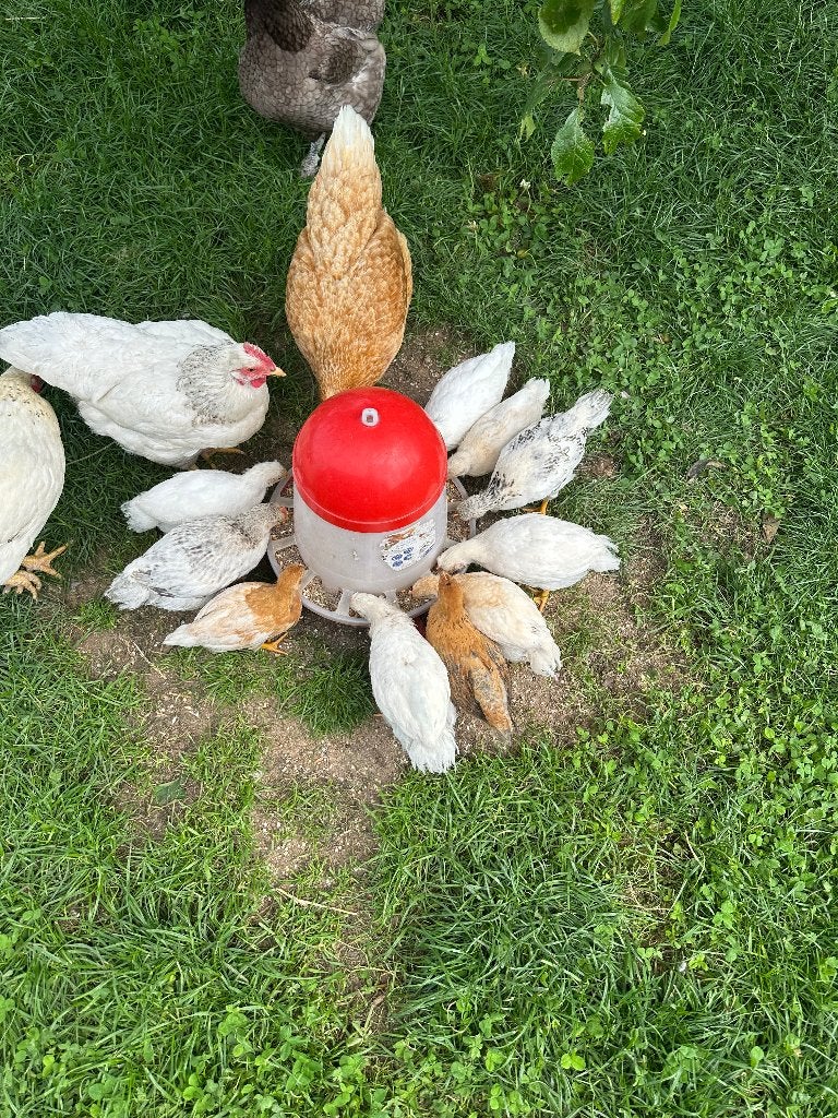 Jonge haantjes, Mannelijk, Kip