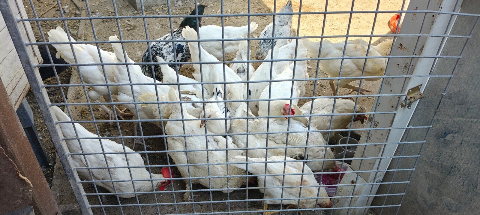 Legkippen 0,5 jaar oud/15 euro per kip, Kip