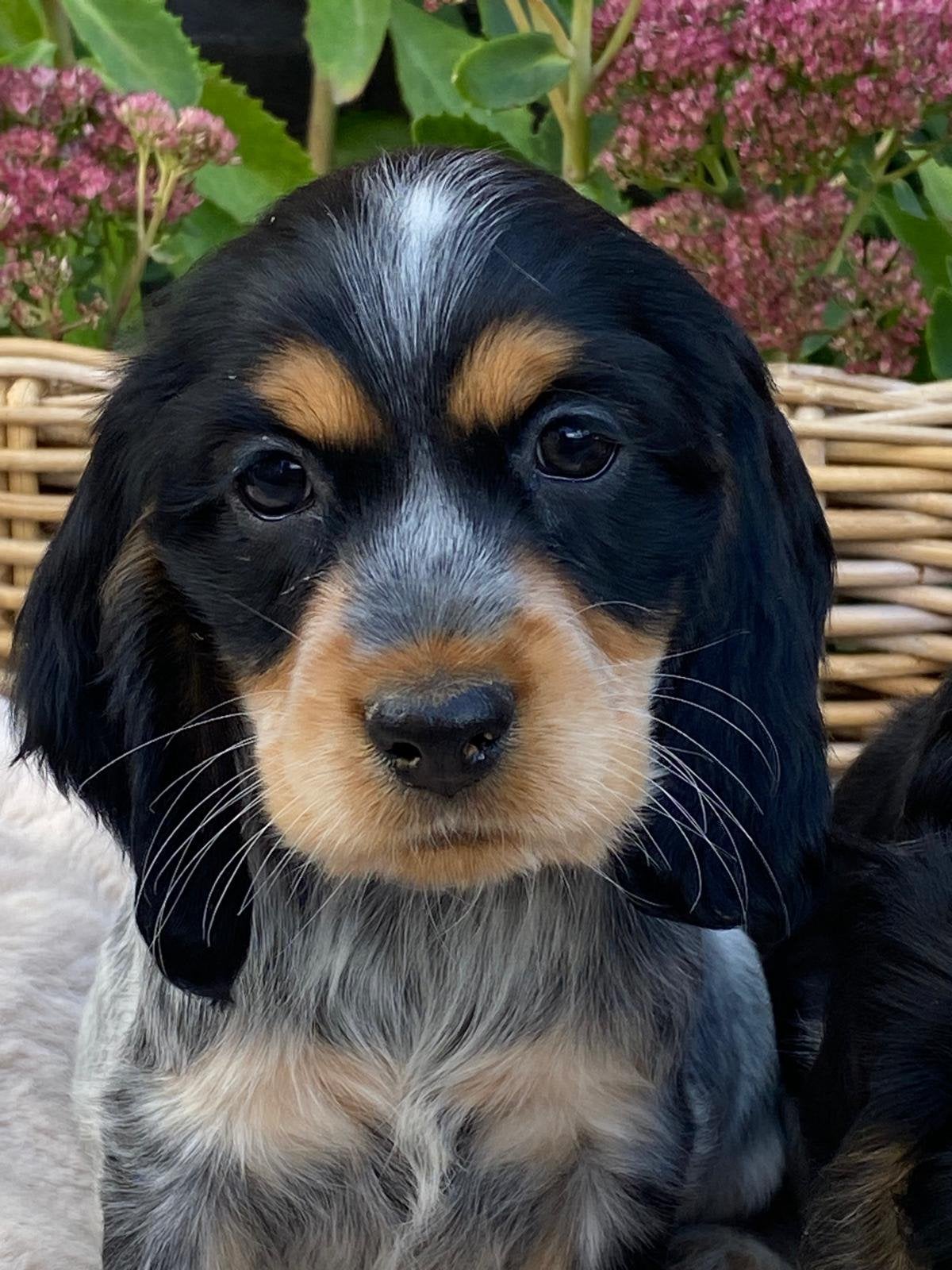 Engelse cocker pups, Dieren en Toebehoren, België, CDV (hondenziekte), 8 tot 15 weken, Meerdere