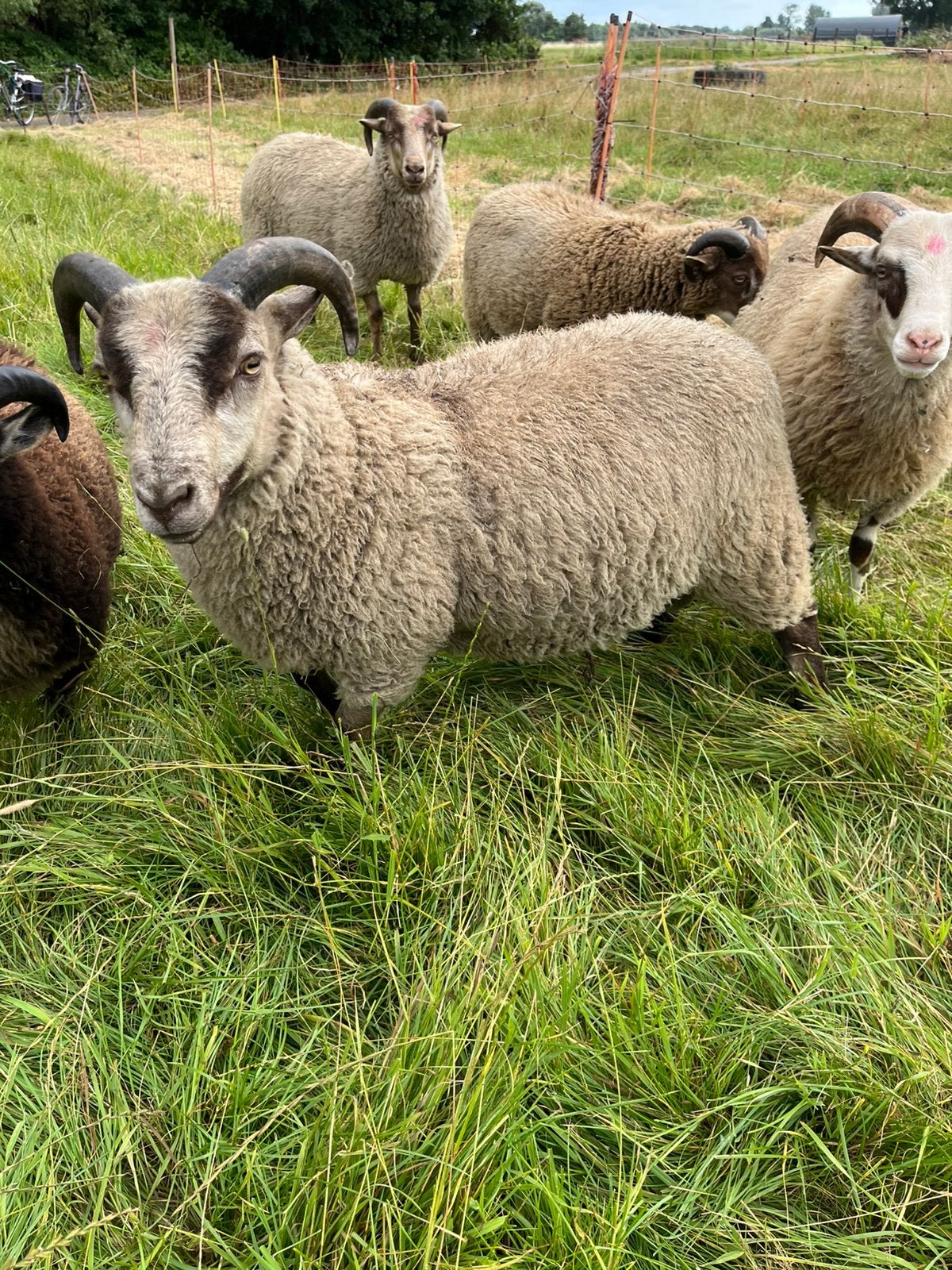 Sheland schapen ramlammers, Mâle, Mouton, 0 à 2 ans