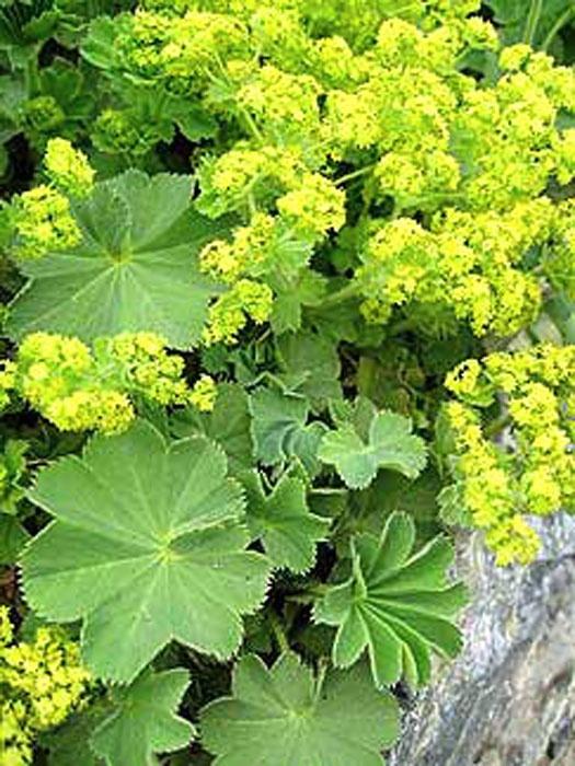 Alchemille Mollis, Jardin & Terrasse, Plantes | Jardin, Plante fixe, Couvre-sol, Plein soleil, Printemps, Enlèvement