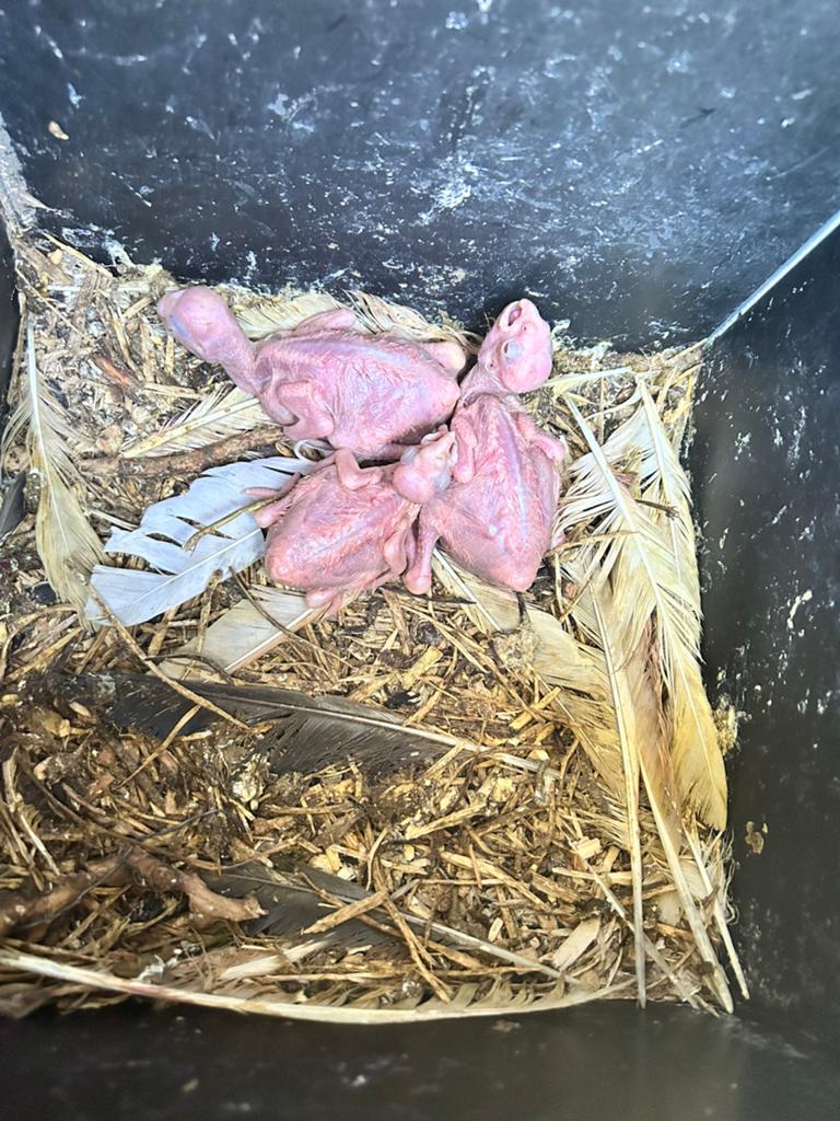 Handtamme lutino rosé kaketoes, Dieren en Toebehoren, Meerdere dieren, Papegaai, Pratend
