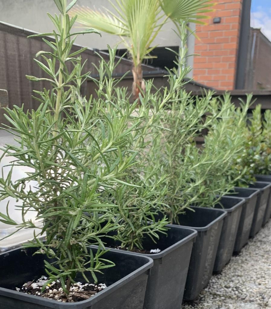Rozemarijn - Rosmarinus Officinalis, Volle zon, Vaste plant, Ophalen of Verzenden, Kruiden