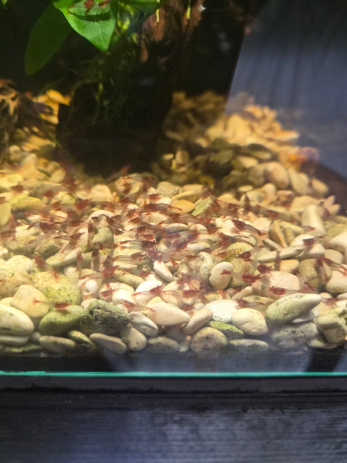 Neocaridina red rilli 10 voor 10 euro