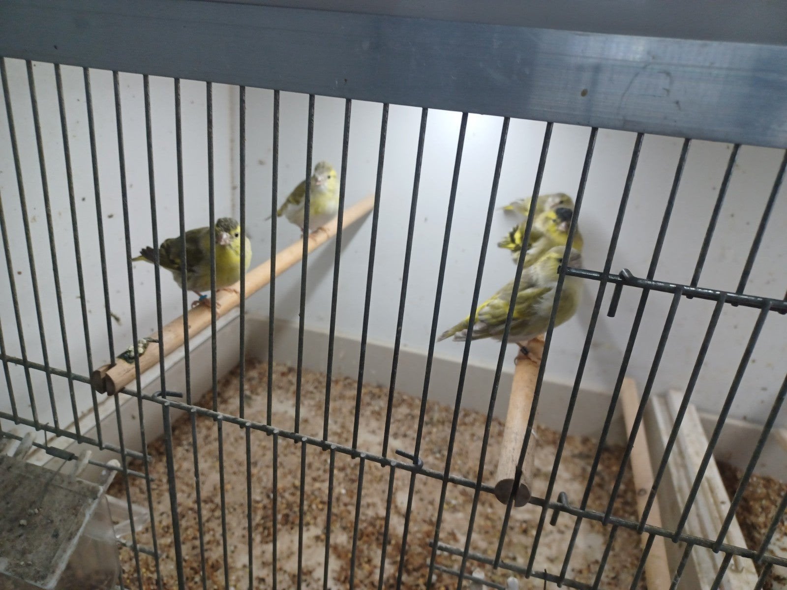 sijsjes, Dieren en Toebehoren