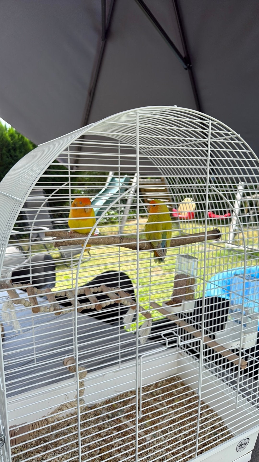 2 Agapornissen, Dieren en Toebehoren
