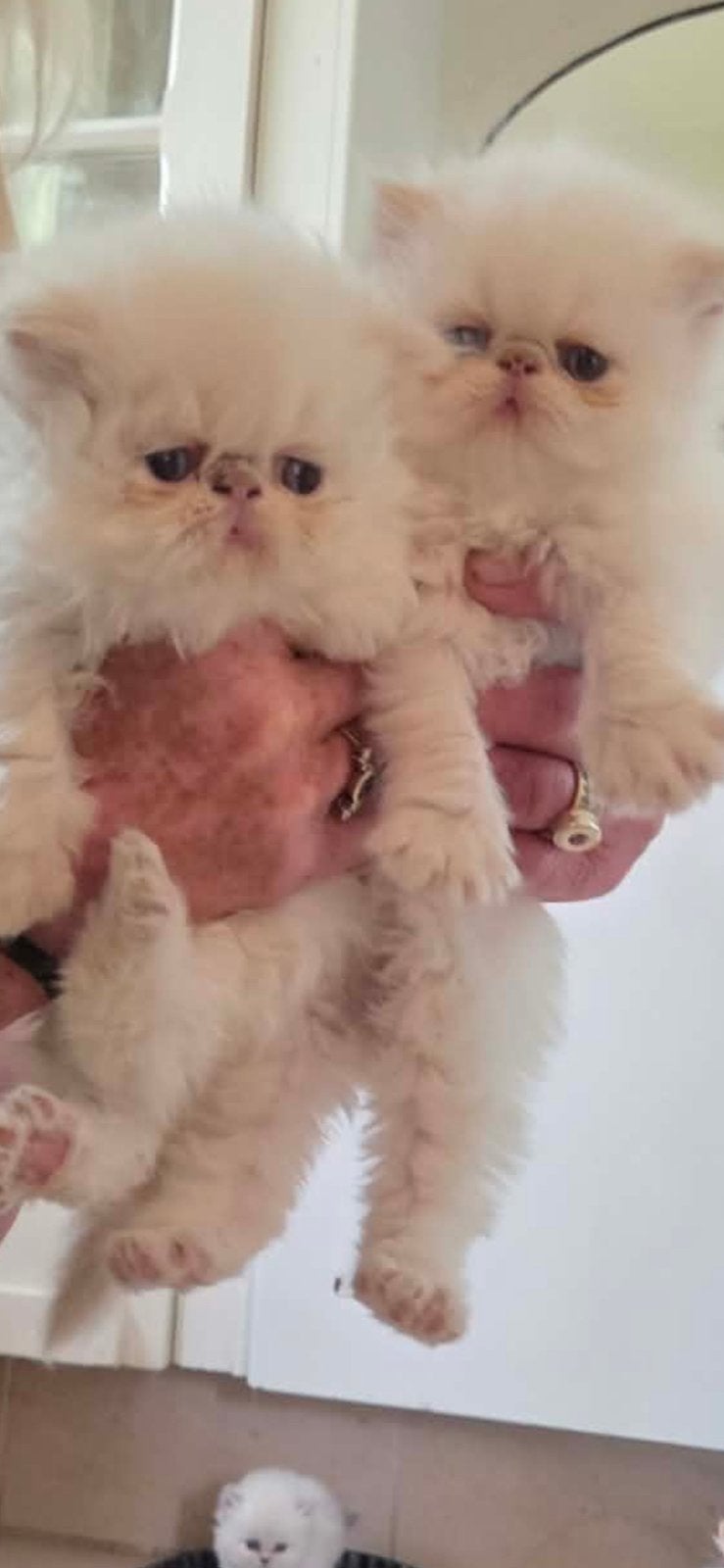 Chatons himalayens persans adorables, Avec puce électronique