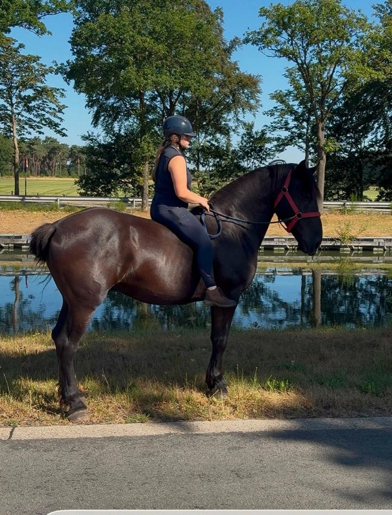 Heel lieve murgee, Dieren en Toebehoren, Paarden, Ruin, Zadelmak, 170 tot 175 cm, 7 tot 10 jaar, Recreatiepaard, Gechipt, Ontwormd