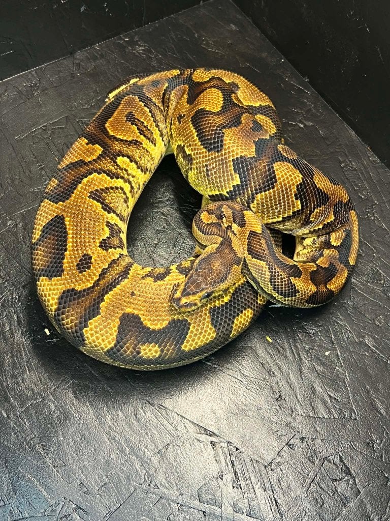 Ball python dames, Slang, Tam, 3 tot 6 jaar