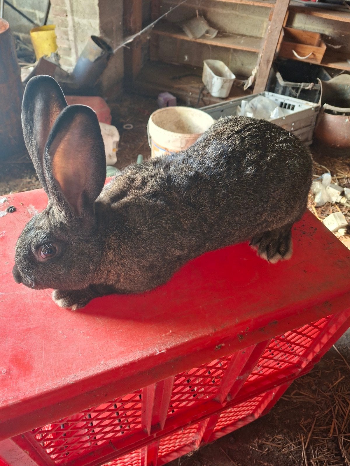 viande de lapin, Avril, Mâle
