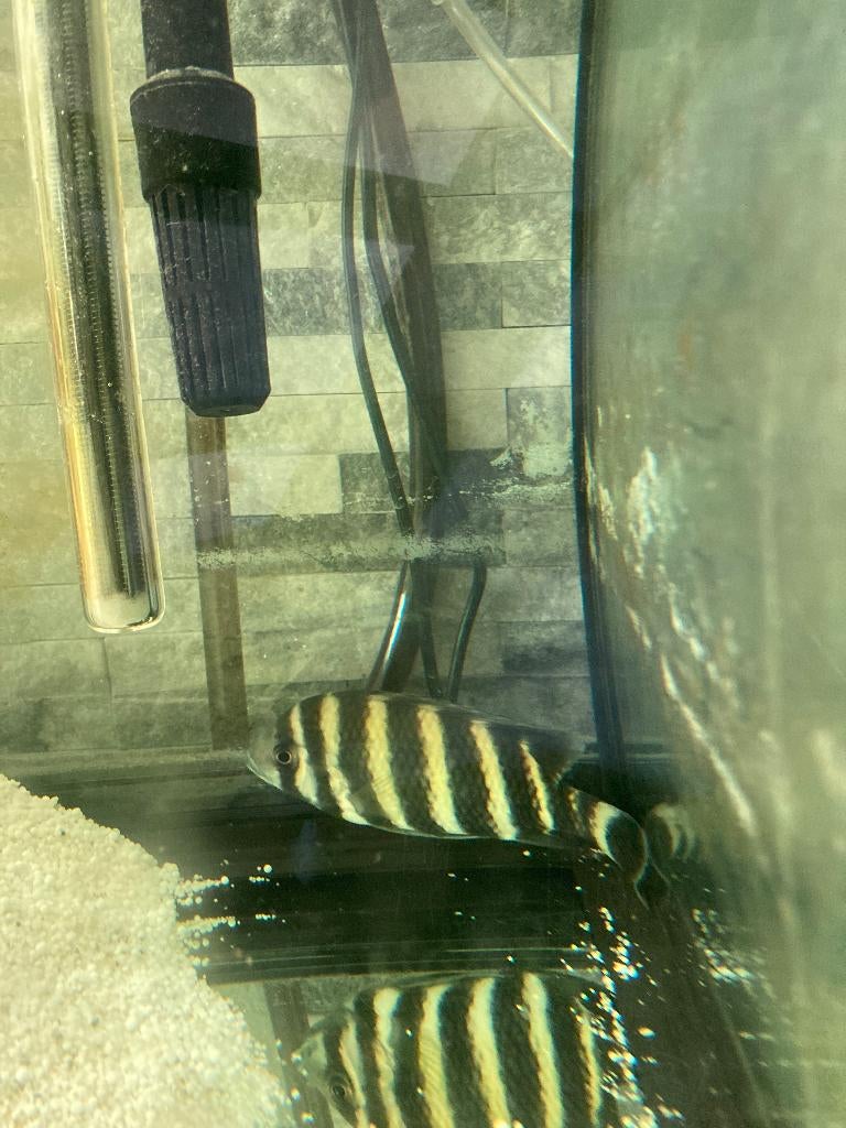 4 cichlidés., Animaux & Accessoires, Poissons | Aquariums & Accessoires, Enlèvement
