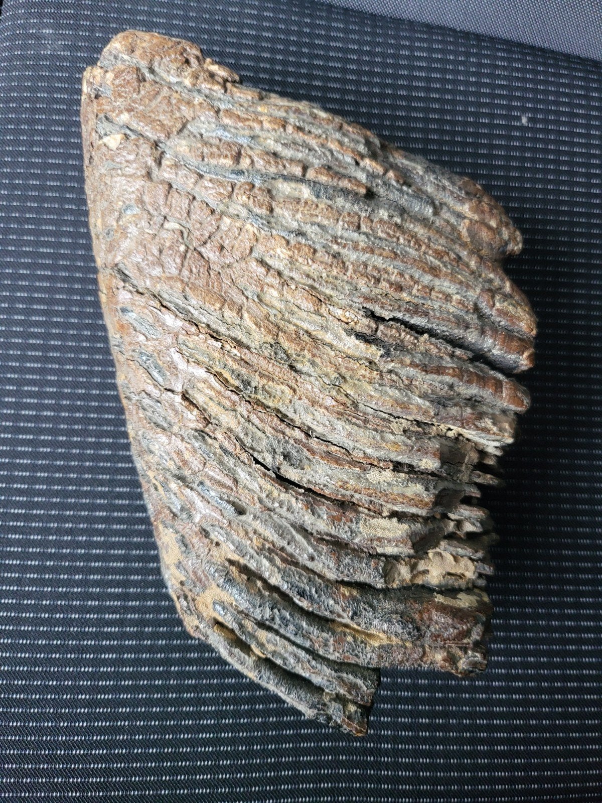 wolharige mammoet kies, Verzamelen, Ophalen of Verzenden