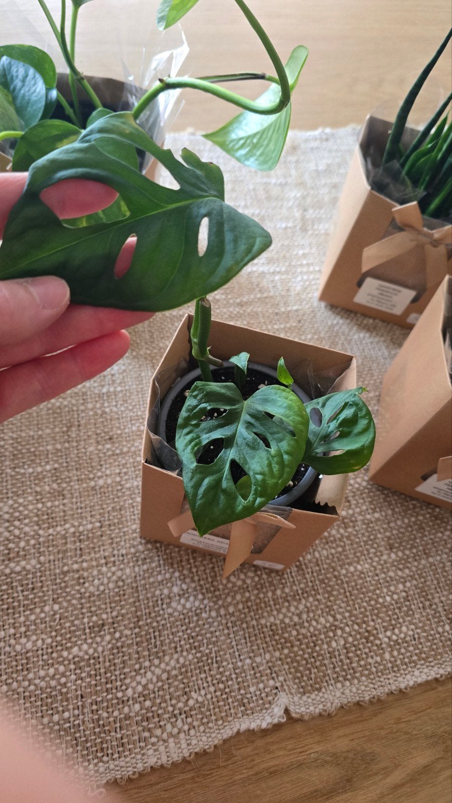MONSTERA ADANSONII, Enlèvement