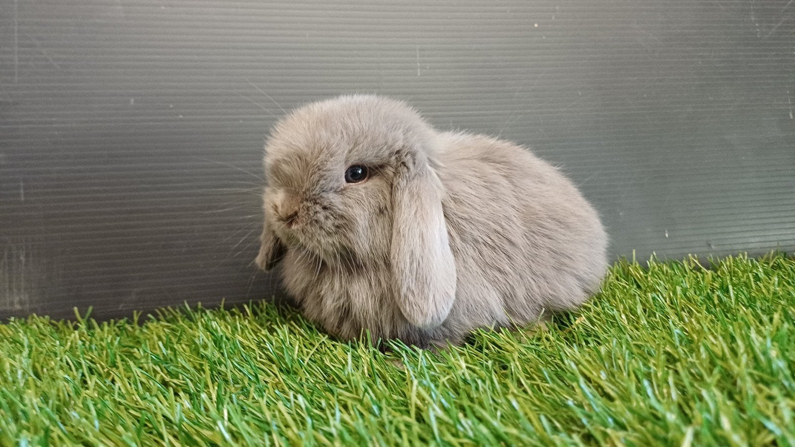Raszuivere zindelijke handtamme mannelijke minilop jong, Dieren en Toebehoren, Mannelijk, Dwerg, Hangoor, 0 tot 2 jaar