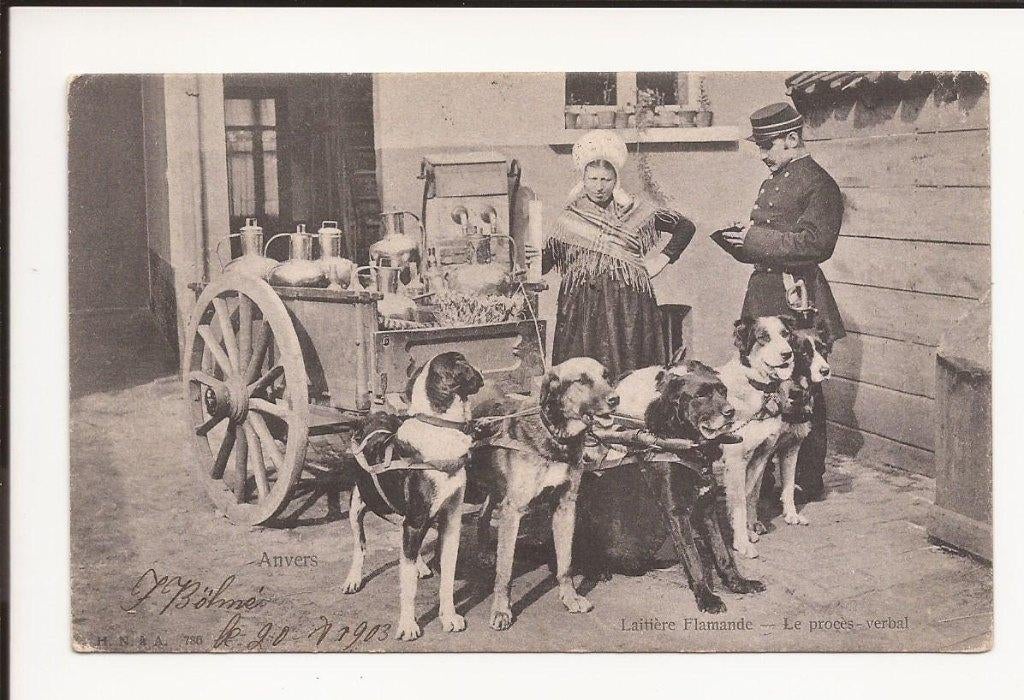 Laitière flamande melkkar  hondenkar 1903, Verzenden, Voor 1920, Gelopen, Voertuig