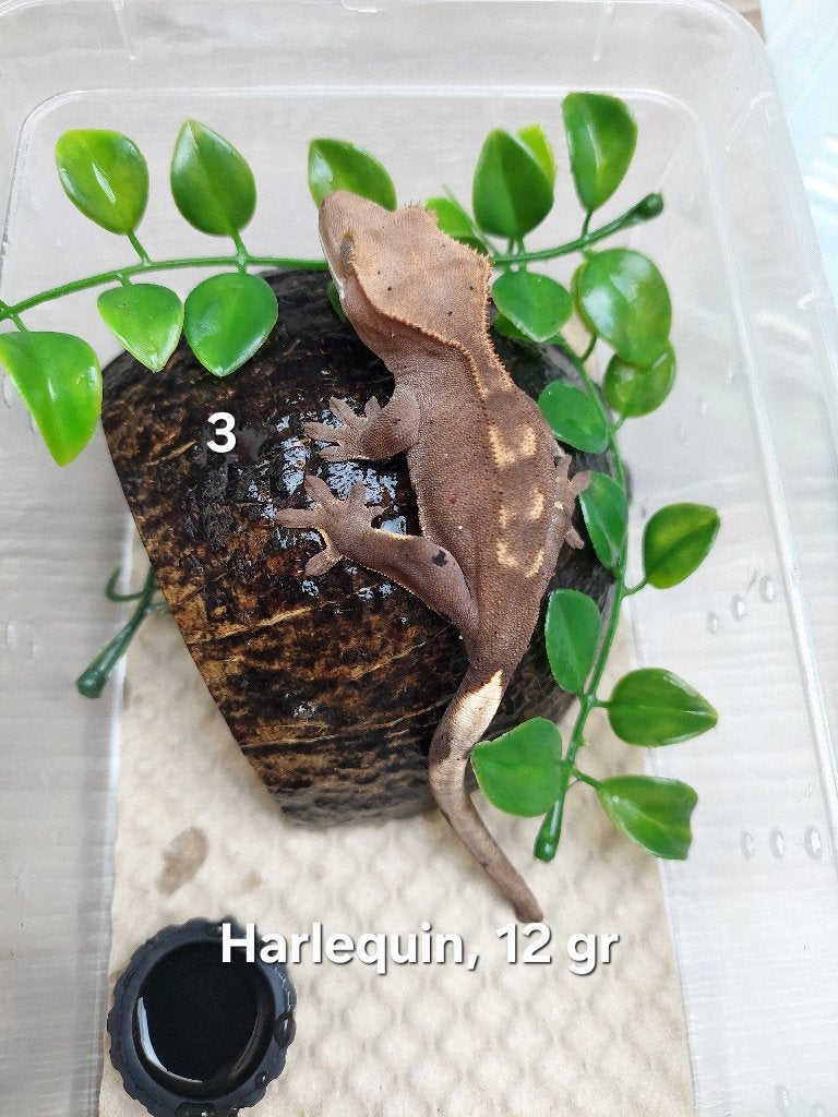 Wimpergekko Harlequin, Dieren en Toebehoren