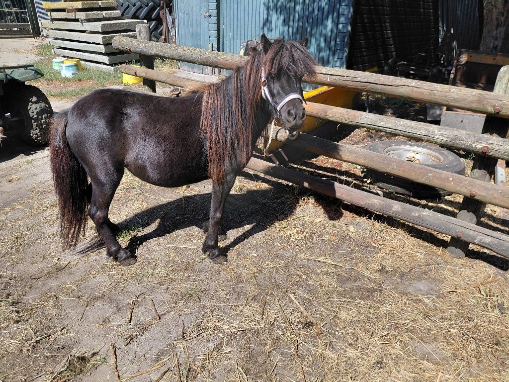 Makke Big Shetland jure/2 poulains shetland bruns shetland, Plusieurs animaux, Avec puce électronique