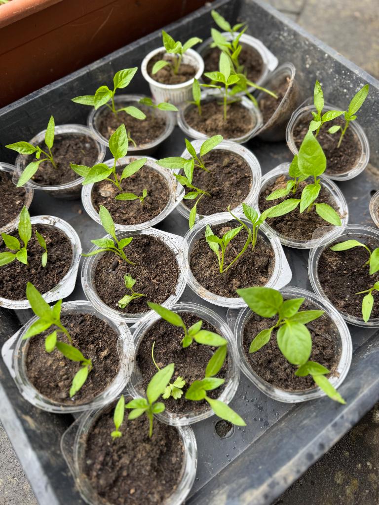 Paprikaplant, Tuin en Terras, Ophalen