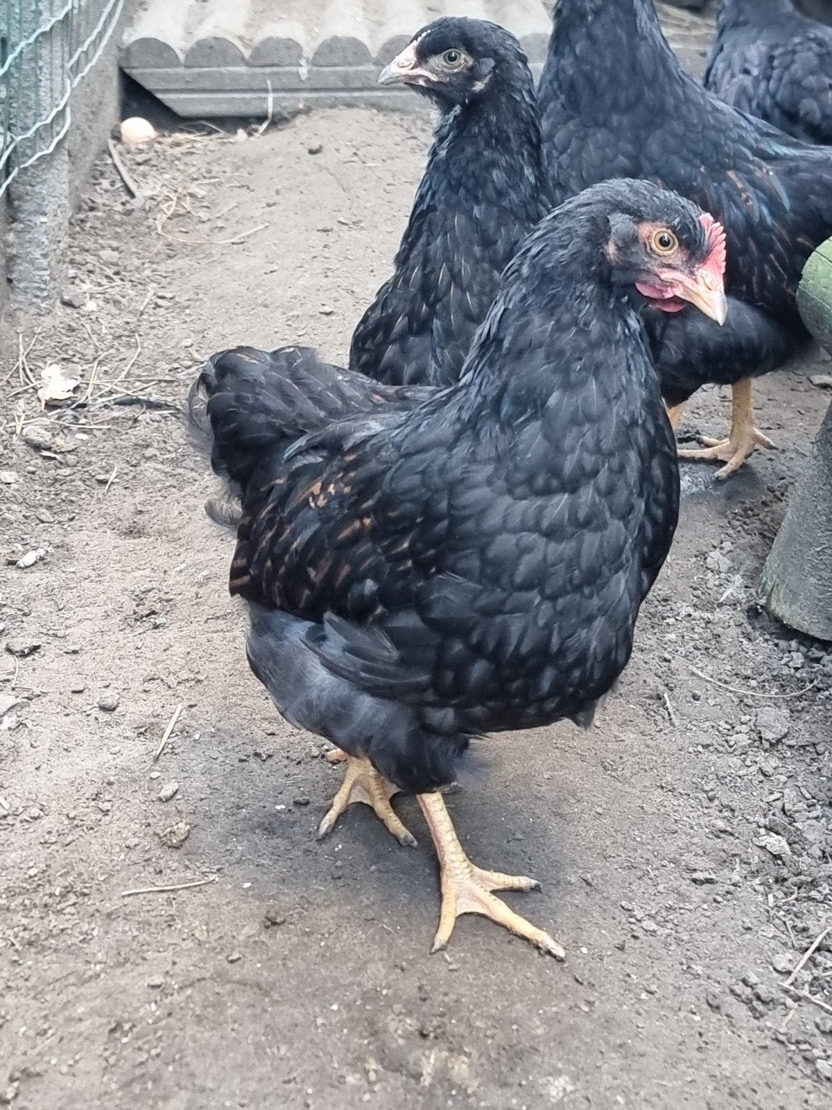 Groothoender haan barnevelder dubbel gezoomd, Dieren en Toebehoren, Mannelijk, Kip