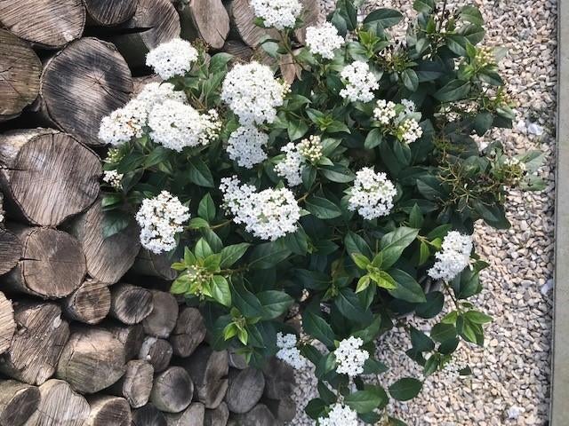 tuin terras planten struiken, Ophalen, Struik, Minder dan 100 cm