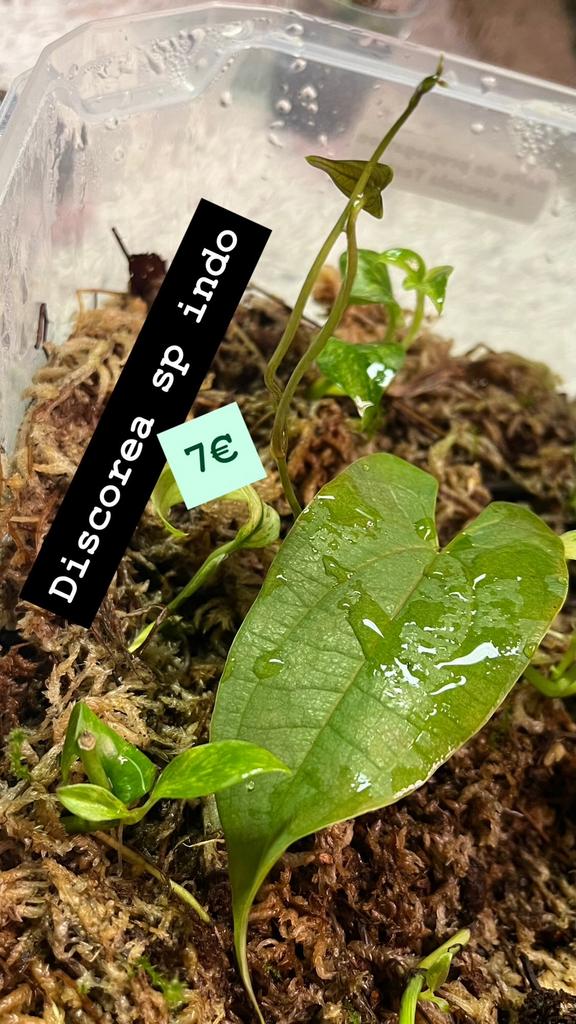 Discorea sp-informatie, Ophalen of Verzenden, Gehele jaar, Halfschaduw, Wortelstok