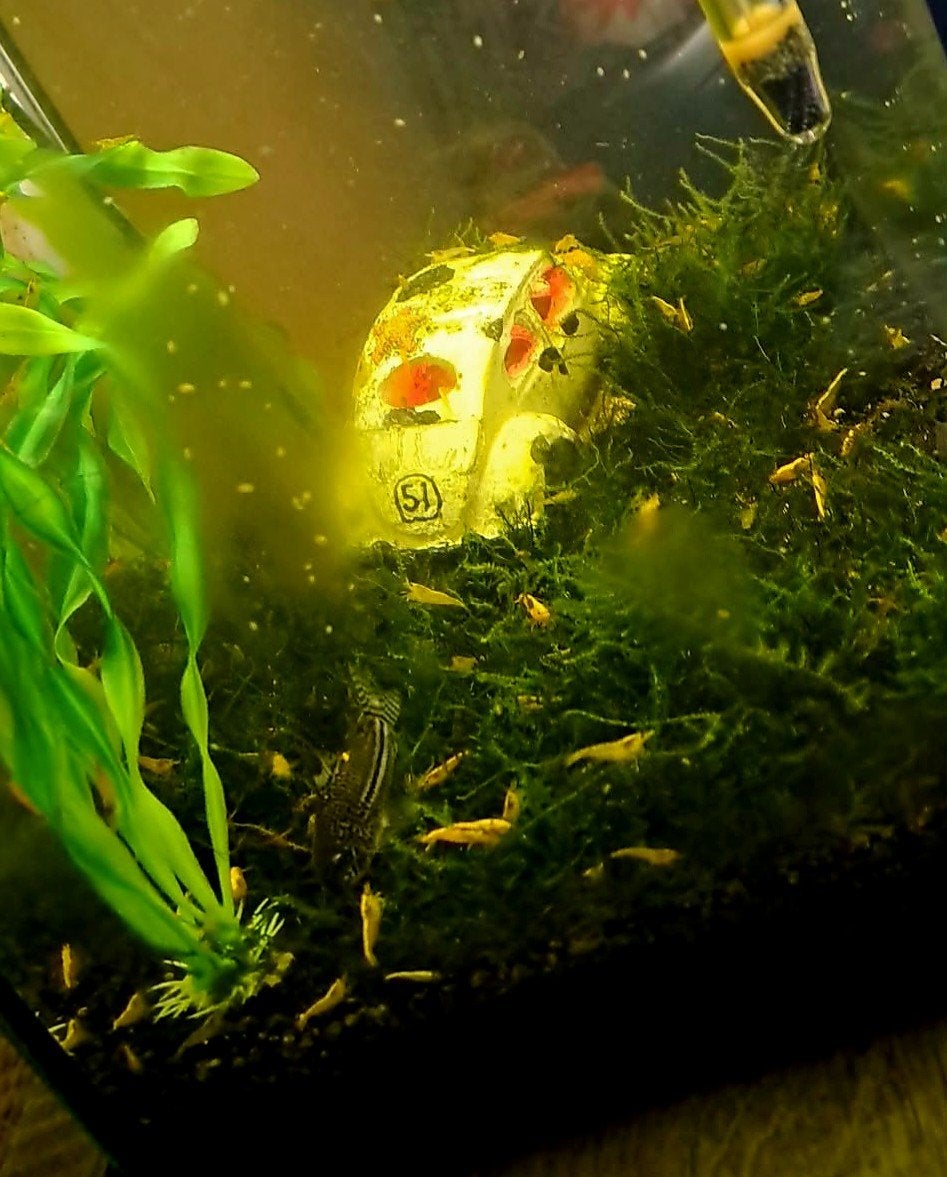 Yellow sakura garnalen, Dieren en Toebehoren