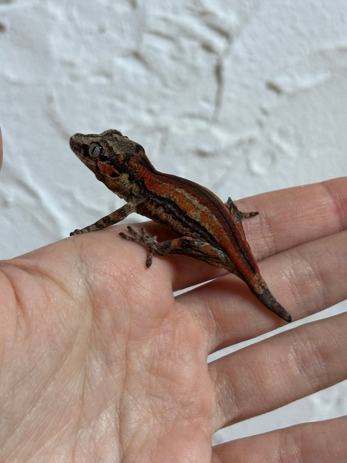 Red striped gargoyle, Dieren en Toebehoren, Hagedis, Tam, 0 tot 2 jaar