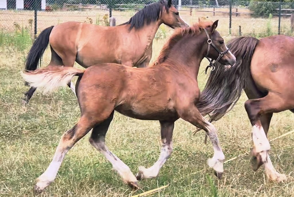 Magnifique poulain gallois en C., Poney C (1.27 m à 1.37m), Avec pedigree, Ne s'applique pas, 0 à 2 ans