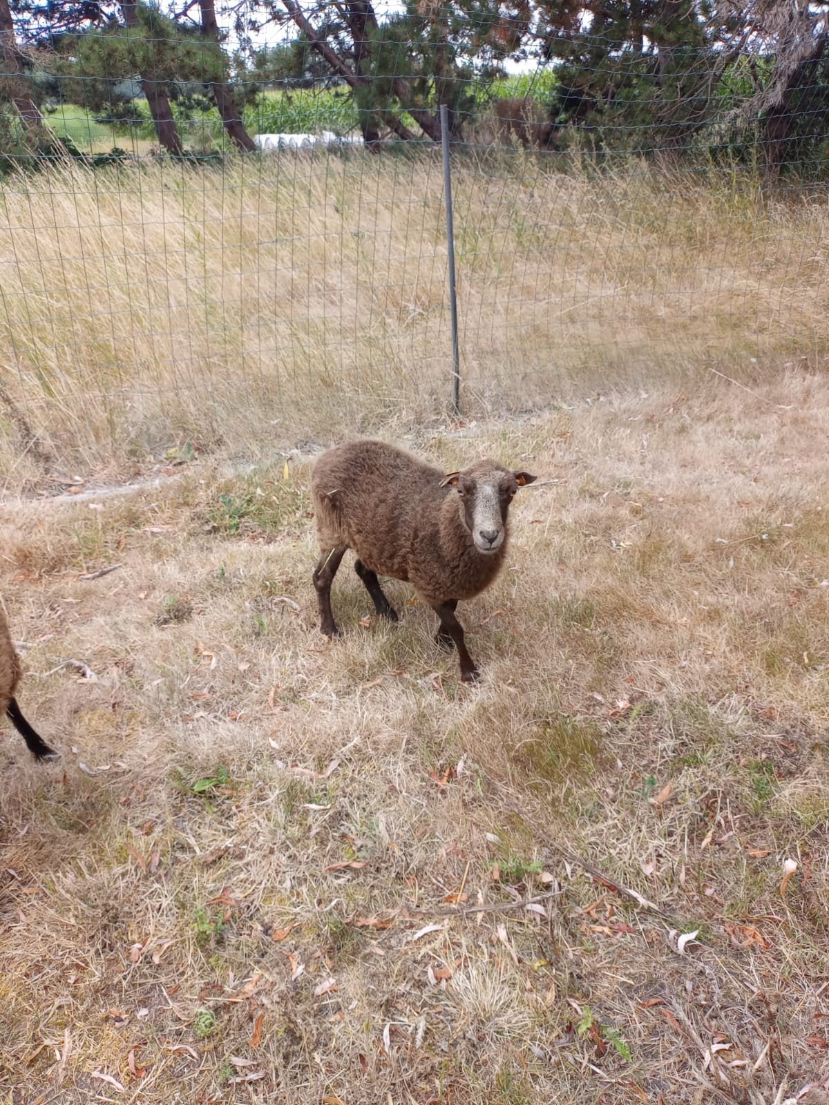 Brebis d'Ouessant, Plusieurs animaux, Mouton