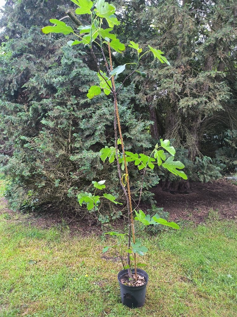 Vijgenboom, Jardin & Terrasse, Plantes | Arbres fruitiers, Enlèvement, En pot, Figuier, Hiver