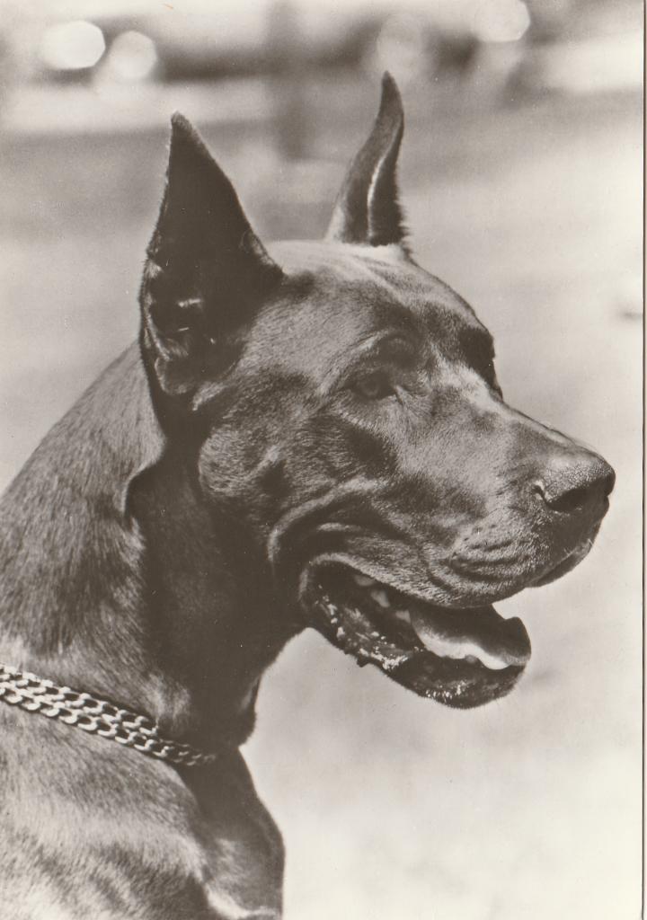 DEENSE  DOG, Verzamelen, Postkaarten | Dieren, Verzenden, Ongelopen, Hond of Kat