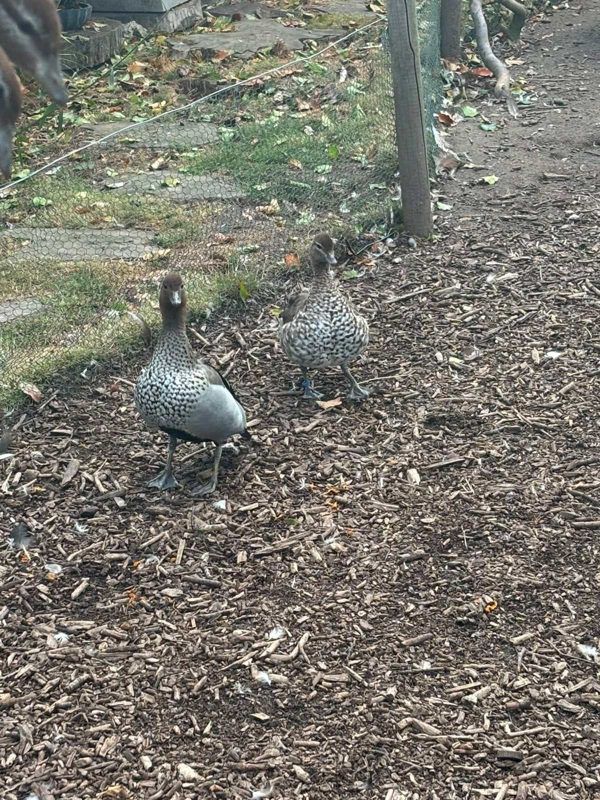 manenganzen, Dieren en Toebehoren