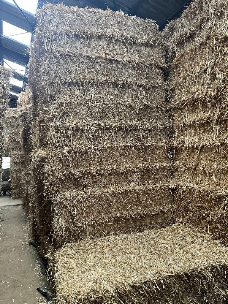 Dikke pakken tarwe stro, Dieren en Toebehoren, Ophalen, Vee