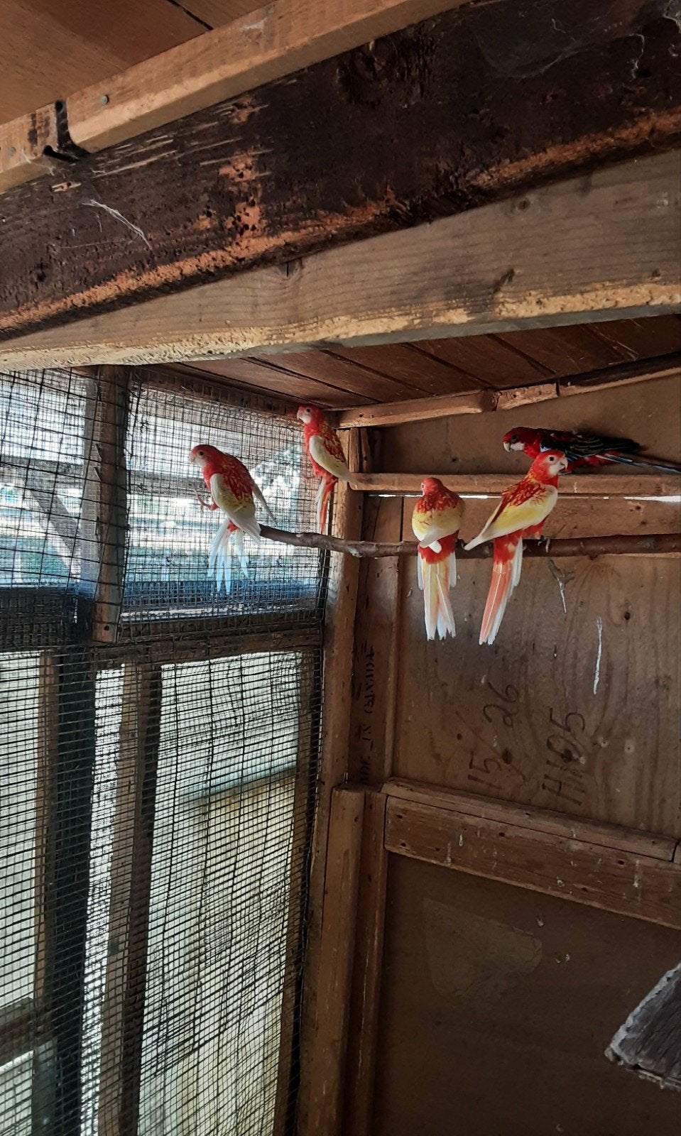 rosellas