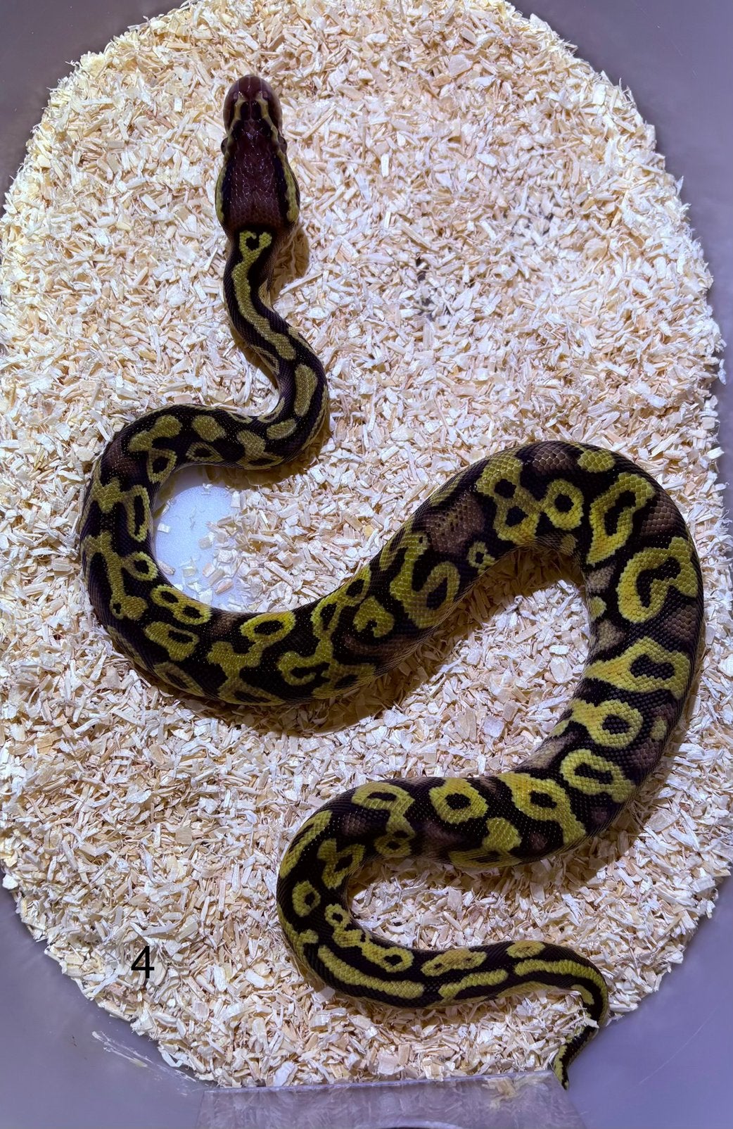 Python Regius Léopard Vanilla Yellow Belly, Animaux & Accessoires