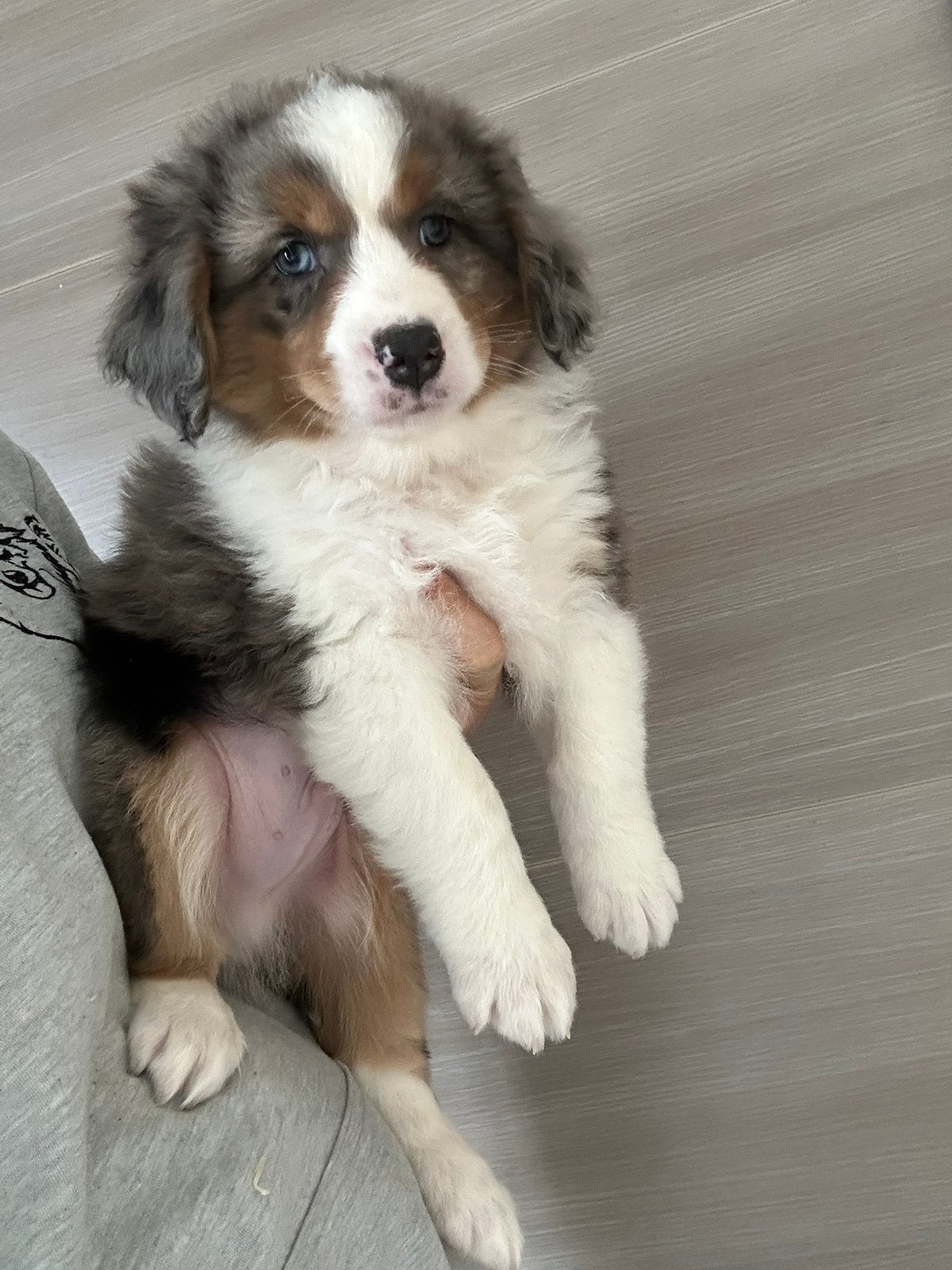 Miniature american shepherd reutje - blue merle, Animaux & Accessoires, Chien (mâle), Maladie de Carré (chiens), Un chien, Belgique