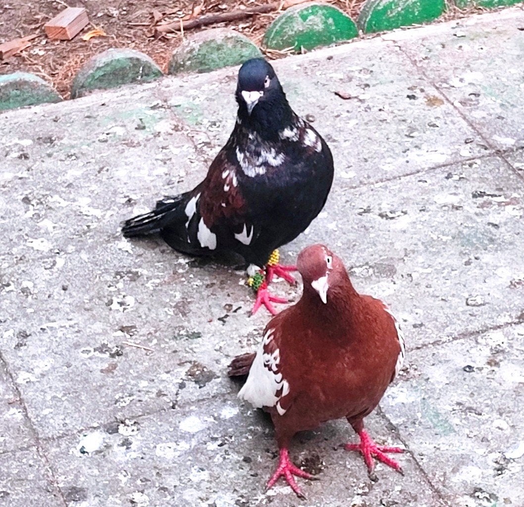 duiven, Dieren en Toebehoren