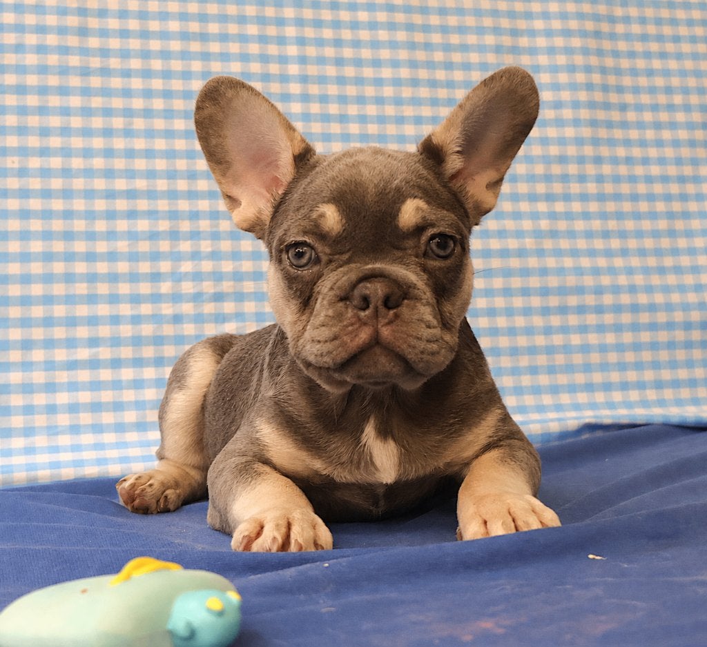 Super leuke Franse Bulldog pups!, 15 weken tot 1 jaar, Buitenland, CDV (hondenziekte), Bulldog