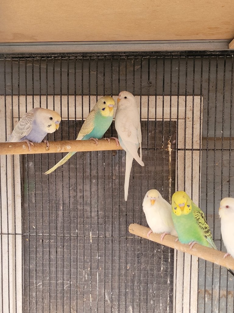 Grasparkiet, Meerdere dieren, Parkiet, Geringd