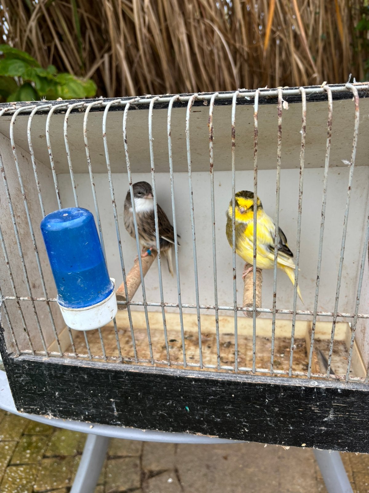 Glosters te koop, Dieren en Toebehoren, Meerdere dieren, Postuurkanarie
