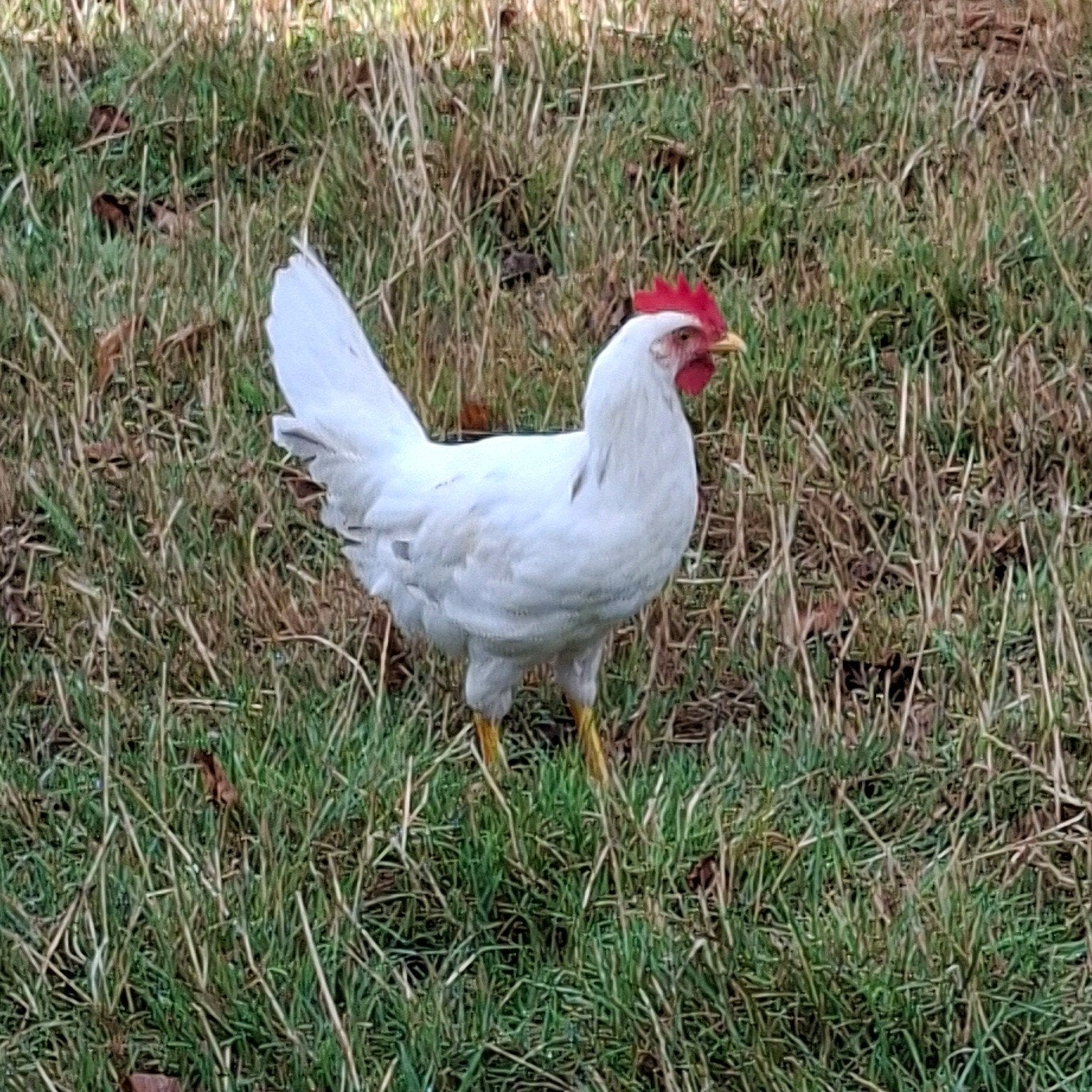 Leghorn hanen, Animaux & Accessoires, Volatiles, Mâle, Poule ou poulet