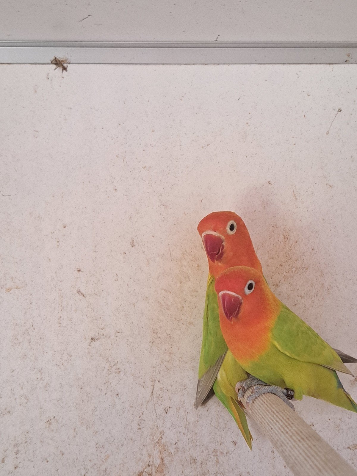 ficheri's: koppel te koop., Meerdere dieren, Dwergpapegaai of Agapornis, Geringd