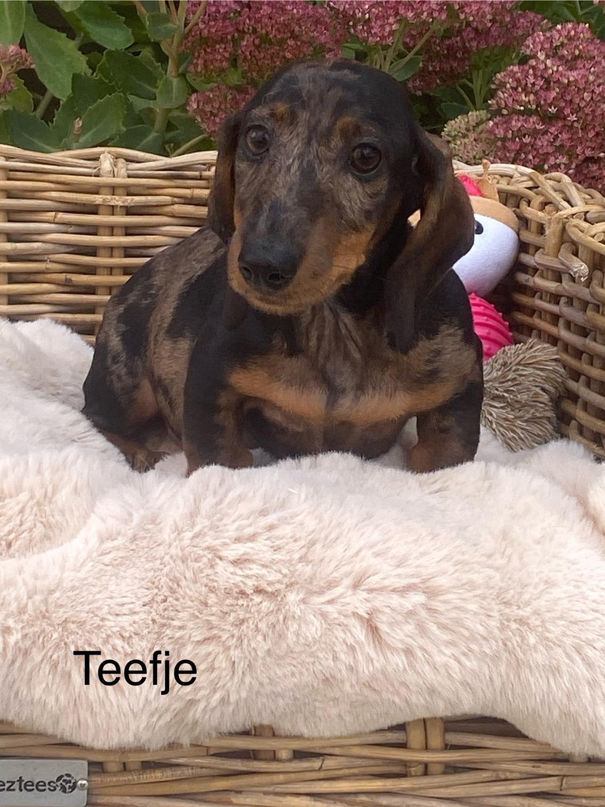 Kortharige teckel pups, Dieren en Toebehoren, Honden | Teckels en Dashonden, België, CDV (hondenziekte), 8 tot 15 weken, Korthaar