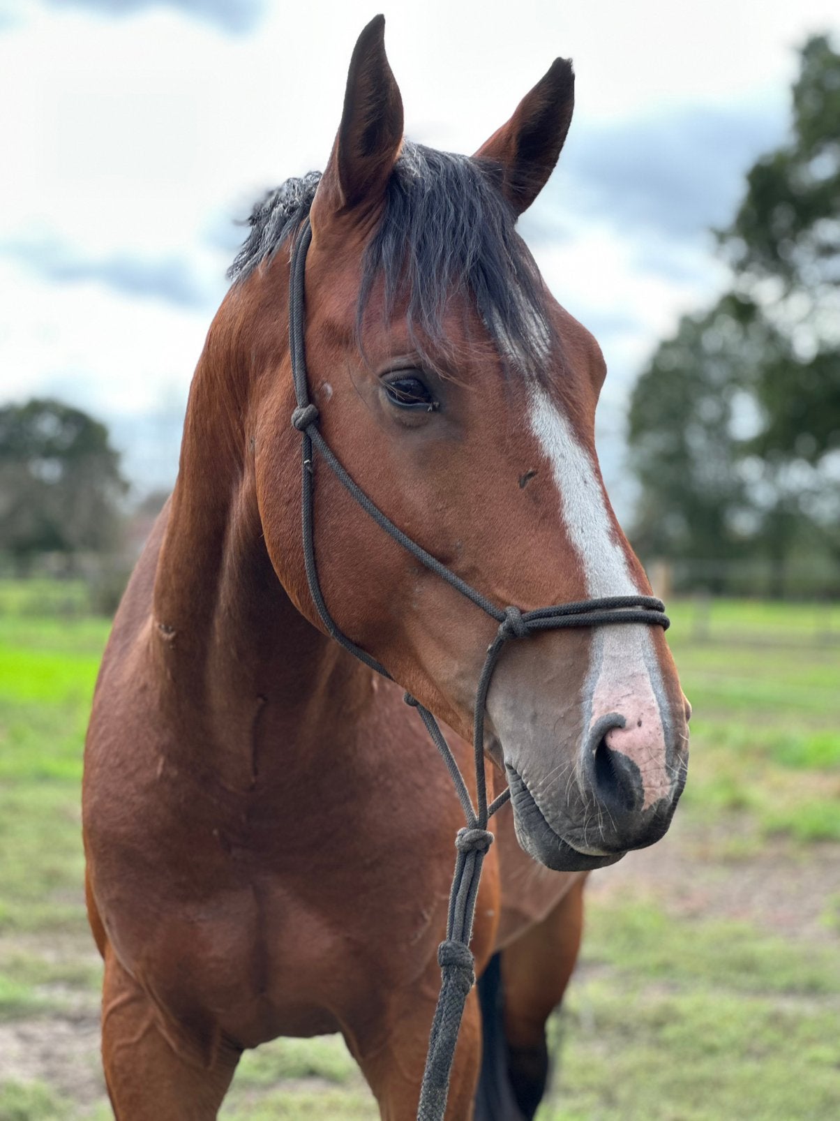 Projectpaard te koop, Springpaard, Met stamboom, Hengst, 3 tot 6 jaar