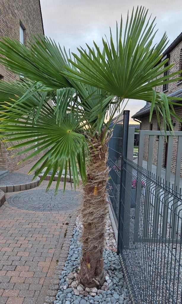 Palmier extérieur plus de 2 mètres, Jardin & Terrasse, Enlèvement, Plante fixe, Autres espèces