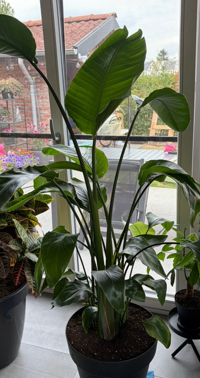 Strelitzia 'Nicolai', Huis en Inrichting, Kamerplanten, Ophalen