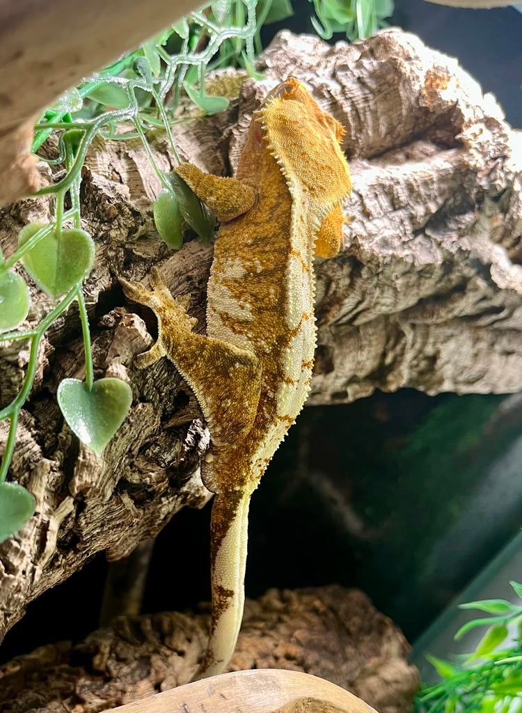 Bijzonder mooie extreem harlequin wimpergekko, ciliatus, Dieren en Toebehoren, Hagedis, Tam