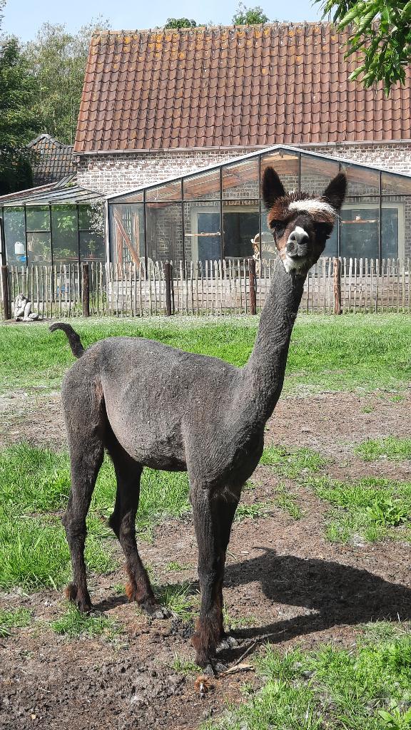 Alpaca, merrie, Jument, Vermifugé
